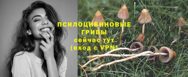 Галлюциногенные грибы Psilocybine cubensis  Алагир 